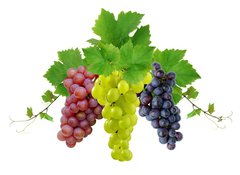 Samolepka flie 100 x 73, 10964464 - Three fresh grapes - Ti erstv hrozny