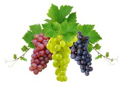 Samolepka flie 200 x 144, 10964464 - Three fresh grapes - Ti erstv hrozny