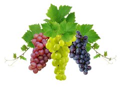 Fototapeta pltno 240 x 174, 10964464 - Three fresh grapes - Ti erstv hrozny
