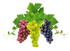 Fototapeta papr 254 x 184, 10964464 - Three fresh grapes - Ti erstv hrozny