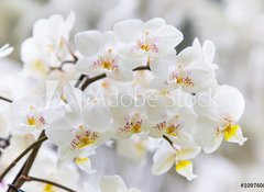 Samolepka flie 100 x 73  Vibrant holiday background with beautiful close up white orchid flower branch , 100 x 73 cm