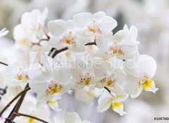 Samolepka flie 100 x 73, 109760879 - Vibrant holiday background with beautiful close up white orchid flower branch  - Vibrujc przdniny pozad s krsnou zblzka bl orchideje kvtiny vtev