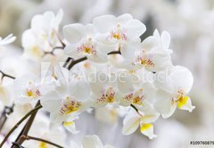 Samolepka flie 145 x 100  Vibrant holiday background with beautiful close up white orchid flower branch , 145 x 100 cm
