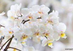 Fototapeta184 x 128  Vibrant holiday background with beautiful close up white orchid flower branch , 184 x 128 cm