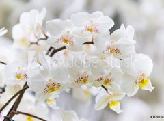 Fototapeta330 x 244  Vibrant holiday background with beautiful close up white orchid flower branch , 330 x 244 cm