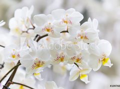 Fototapeta360 x 266  Vibrant holiday background with beautiful close up white orchid flower branch , 360 x 266 cm