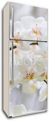 Samolepka na lednici flie 80 x 200  Vibrant holiday background with beautiful close up white orchid flower branch , 80 x 200 cm