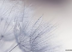 Fototapeta plátno 160 x 116, 110156010 - Plant seeds with water drops - Semena rostlin kapkami vody
