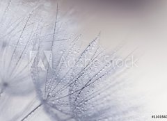 Fototapeta254 x 184  Plant seeds with water drops, 254 x 184 cm