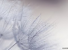 Fototapeta pltno 330 x 244, 110156010 - Plant seeds with water drops