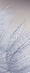 Samolepka na dvee flie 90 x 220, 110156010 - Plant seeds with water drops
