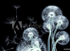 Samolepka flie 100 x 73, 110422506 - x-ray image of a flower isolated on black , the Taraxacum dandel