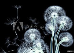Fototapeta plátno 160 x 116, 110422506 - x-ray image of a flower isolated on black , the Taraxacum dandel