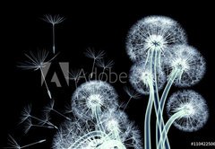 Fototapeta pltno 174 x 120, 110422506 - x-ray image of a flower isolated on black , the Taraxacum dandel