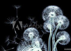Samolepka flie 200 x 144, 110422506 - x-ray image of a flower isolated on black , the Taraxacum dandel