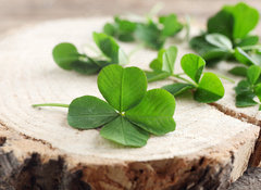 Samolepka flie 100 x 73, 110661857 - Green clover leaves on a piece of wood, closeup