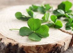 Samolepka flie 200 x 144, 110661857 - Green clover leaves on a piece of wood, closeup