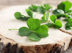 Fototapeta papr 360 x 266, 110661857 - Green clover leaves on a piece of wood, closeup