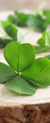 Samolepka na dvee flie 90 x 220, 110661857 - Green clover leaves on a piece of wood, closeup