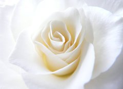 Fototapeta plátno 160 x 116, 11152099 - Schneeweisschen oder die wei e Rose - Sněhurka nebo bílá růže