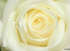 Fototapeta pltno 160 x 116, 11178143 - rose blanche