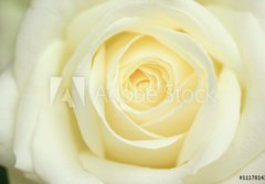 Fototapeta papr 184 x 128, 11178143 - rose blanche