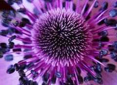 Samolepka flie 100 x 73  anamone flower, 100 x 73 cm