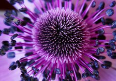 Fototapeta papr 184 x 128, 1125758 - anamone flower - anamone kvtina