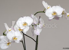Samolepka fólie 100 x 73, 113446694 - White Phalaenopsis orchid - Bílá orchidej Phalaenopsis