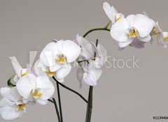 Samolepka flie 100 x 73, 113446694 - White Phalaenopsis orchid - Bl orchidej Phalaenopsis