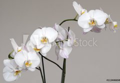 Fototapeta vliesov 145 x 100, 113446694 - White Phalaenopsis orchid