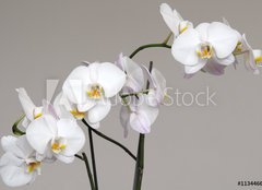 Fototapeta plátno 160 x 116, 113446694 - White Phalaenopsis orchid - Bílá orchidej Phalaenopsis