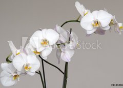 Samolepka fólie 200 x 144, 113446694 - White Phalaenopsis orchid - Bílá orchidej Phalaenopsis