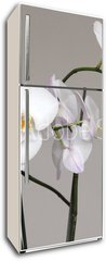 Samolepka na lednici flie 80 x 200, 113446694 - White Phalaenopsis orchid - Bl orchidej Phalaenopsis