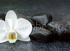Samolepka flie 100 x 73, 113515481 - White orchid and black stones close up. - Bl orchidej a ern kameny zblzka.