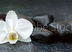 Fototapeta plátno 160 x 116, 113515481 - White orchid and black stones close up. - Bílá orchidej a černé kameny zblízka.