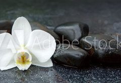 Fototapeta pltno 174 x 120, 113515481 - White orchid and black stones close up.