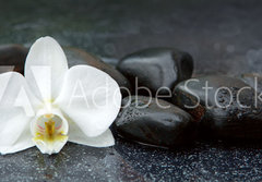 Fototapeta papr 184 x 128, 113515481 - White orchid and black stones close up.