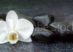 Samolepka fólie 200 x 144, 113515481 - White orchid and black stones close up. - Bílá orchidej a černé kameny zblízka.