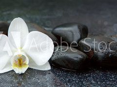 Fototapeta pltno 330 x 244, 113515481 - White orchid and black stones close up.