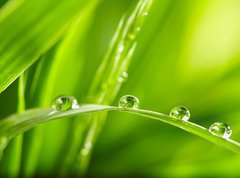 Samolepka flie 270 x 200  water drops on the green grass, 270 x 200 cm