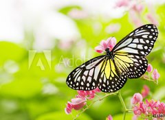 Samolepka flie 100 x 73, 11380504 - butterfly feeding on a flower - motl krmen na kvtinu