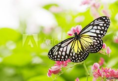 Samolepka flie 145 x 100, 11380504 - butterfly feeding on a flower - motl krmen na kvtinu