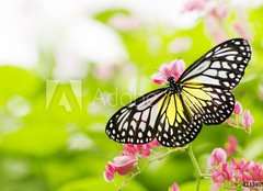 Fototapeta pltno 160 x 116, 11380504 - butterfly feeding on a flower