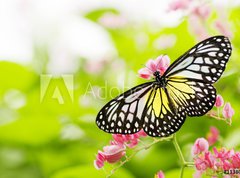 Samolepka flie 270 x 200, 11380504 - butterfly feeding on a flower