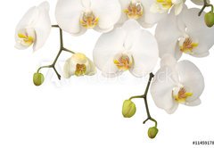 Fototapeta145 x 100  White orchid, 145 x 100 cm