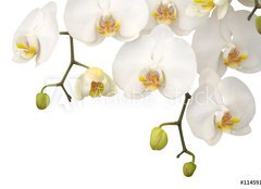Fototapeta pltno 160 x 116, 11459178 - White orchid