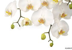 Fototapeta papr 184 x 128, 11459178 - White orchid - Bl orchidej