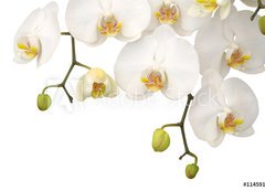 Samolepka flie 200 x 144, 11459178 - White orchid