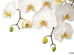 Fototapeta270 x 200  White orchid, 270 x 200 cm